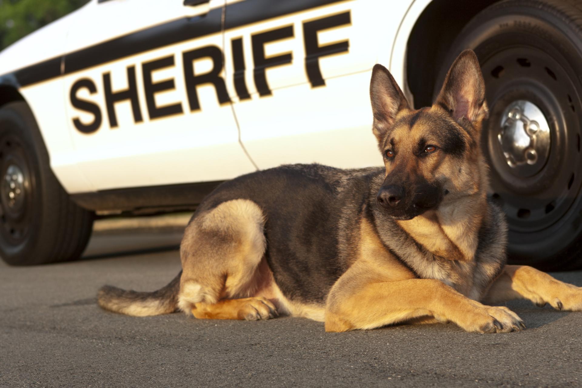 Photo of police dog in front of a Sheriff car